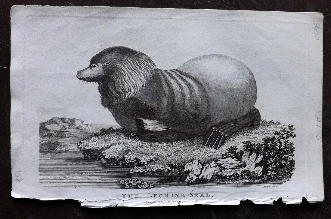 Linnaeus & Sibly C1800 Print. Leonine Seal: Copper Plate Published 1794-1810, London for "A Genuine and Universal System of Natural History" by Carl Linnaeus and Ebenezer Sibly. Illustrated after George Edwards, Bloch, Knorr, Buffon and others.