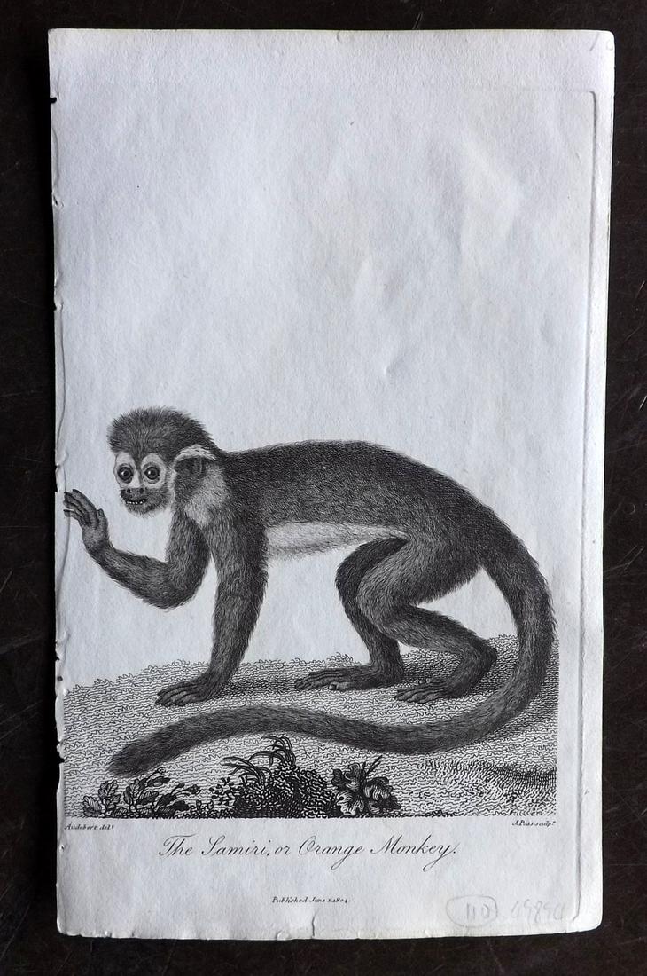 Linnaeus & Sibly C1800 Print. Samiri or Orange Monkey (1 of 2)