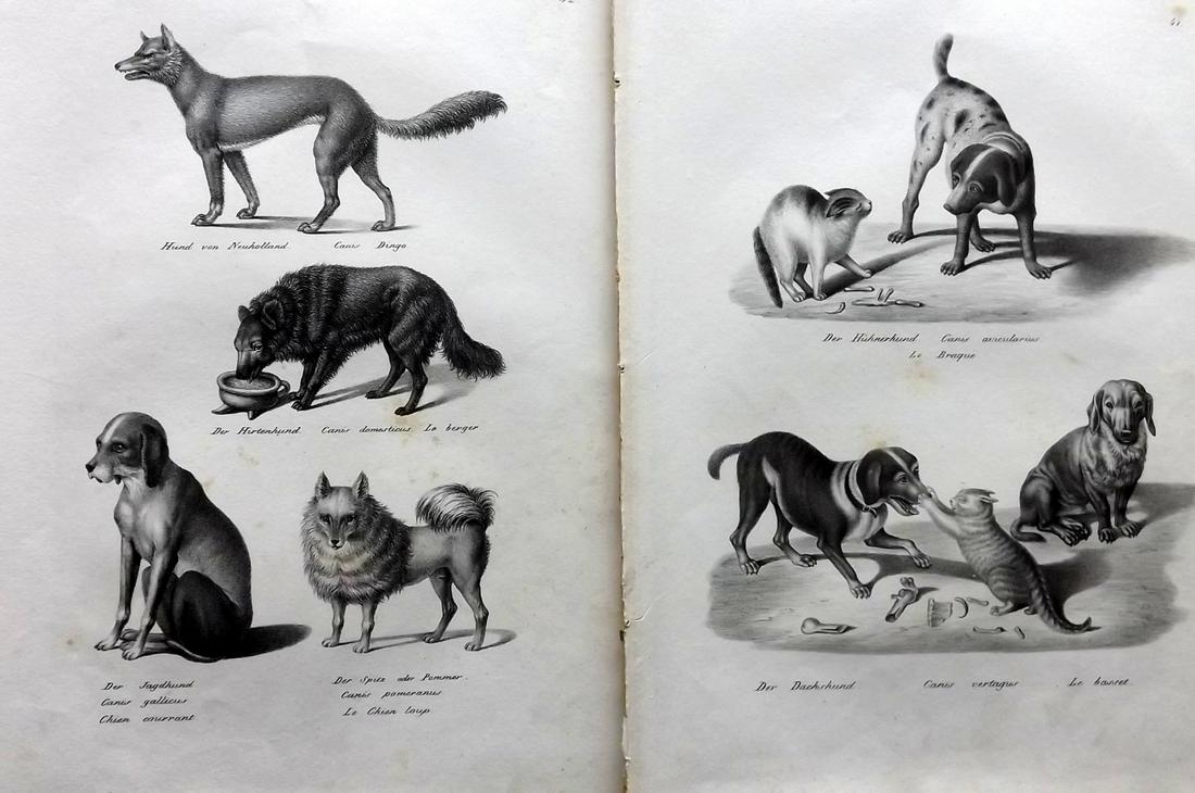 Schinz & Brodtmann 1827 Pair of Prints. Dogs (1 of 2)