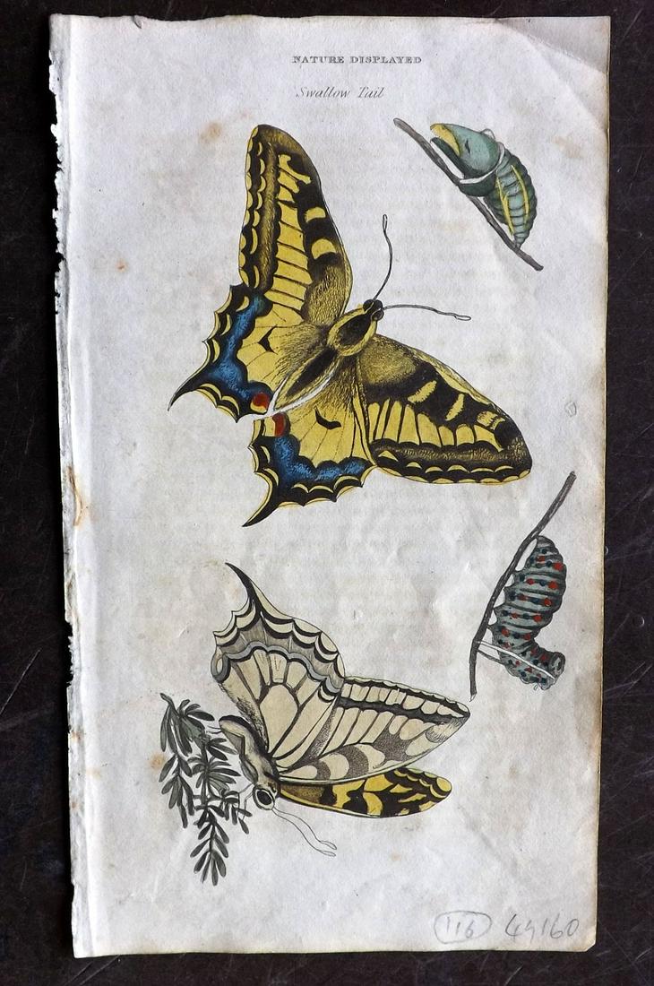 Shaw, Simeon 1823 Hand Col Print Swallow Tail Butterfly (1 of 2)