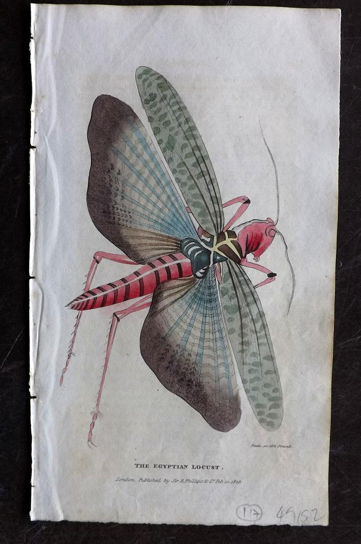 Shaw, Simeon 1823 Hand Col Print. Egyptian Locust (1 of 2)