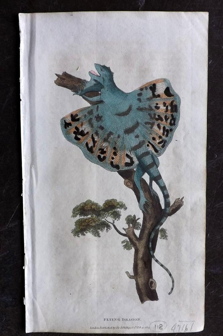 Shaw, Simeon 1823 Hand Col Print. Flying Dragon Lizard (1 of 2)