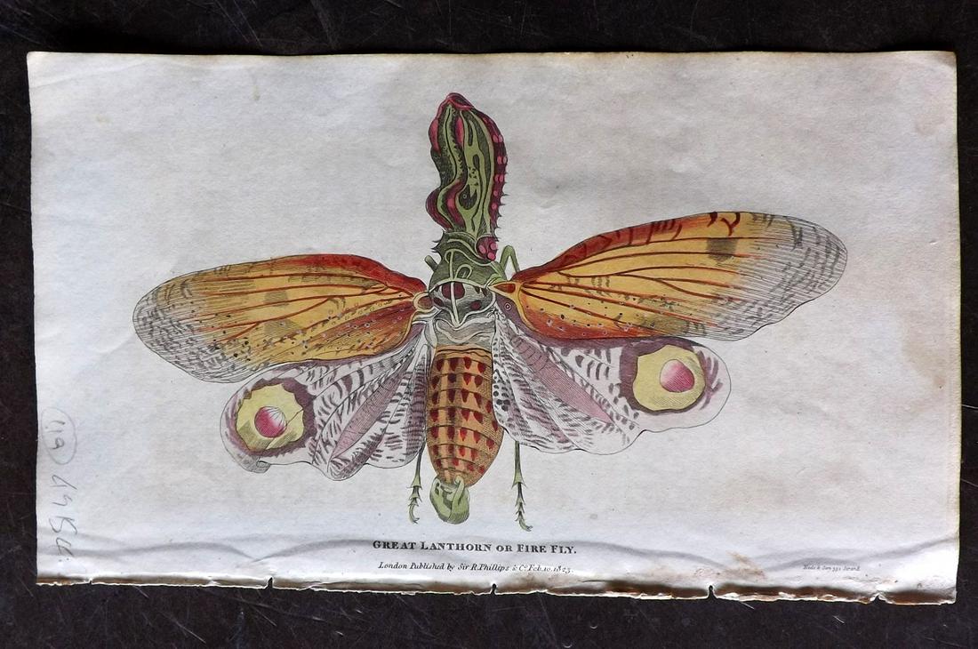 Shaw, Simeon 1823 Hand Col Print. Lanthorn Fly: Hand Colored Etching Published 1823, London for "Nature Displayed in the Heavens, and on the Earth" by Simeon Shaw. Paper Size: 8 x 4.5 inch (20 x 12cm) Very minor background toning. Good Condition