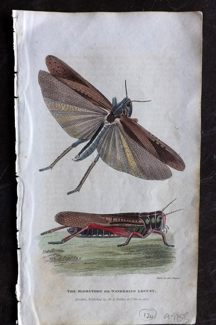 Shaw, Simeon 1823 Hand Col Print. Wandering Locust (1 of 2)