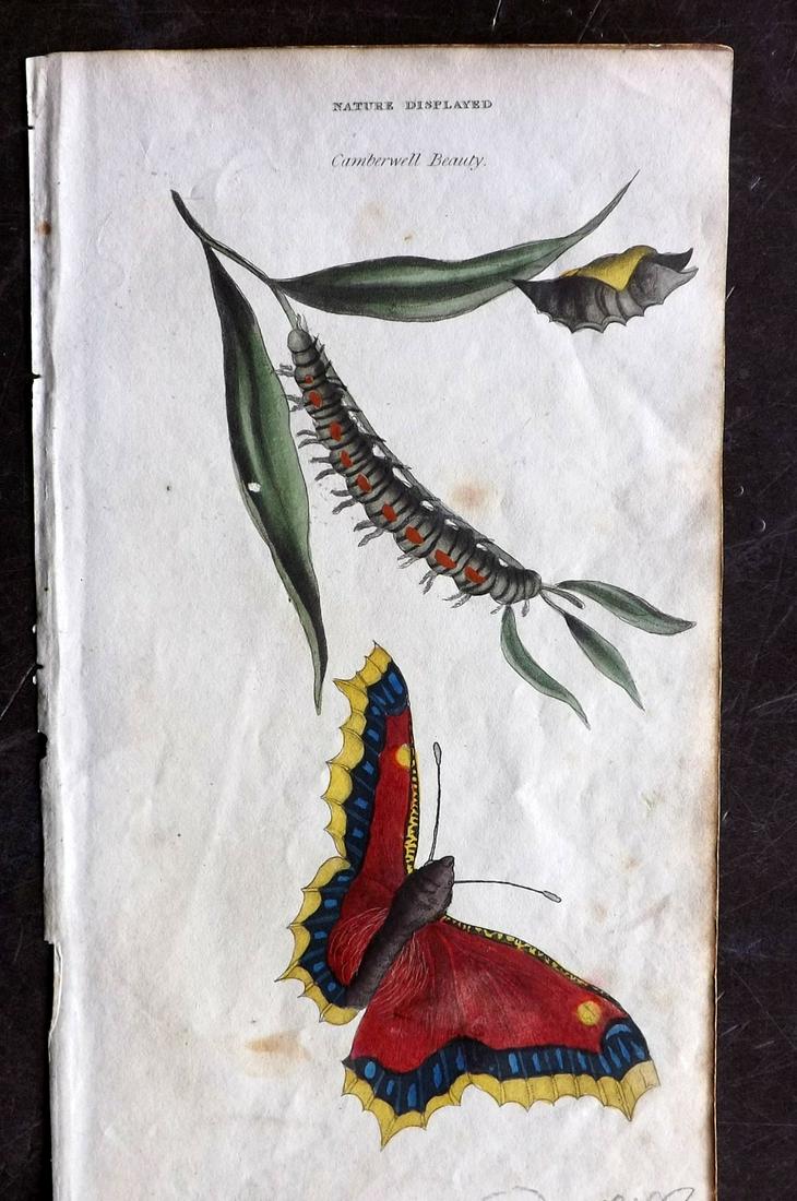 Shaw, Simeon 1823 HC Print. Camberwell Beauty Butterfly: Hand Colored Etching Published 1823, London for "Nature Displayed in the Heavens, and on the Earth" by Simeon Shaw. Paper Size: 8 x 4.5 inch (20 x 12cm) Very minor background toning. Good Condition