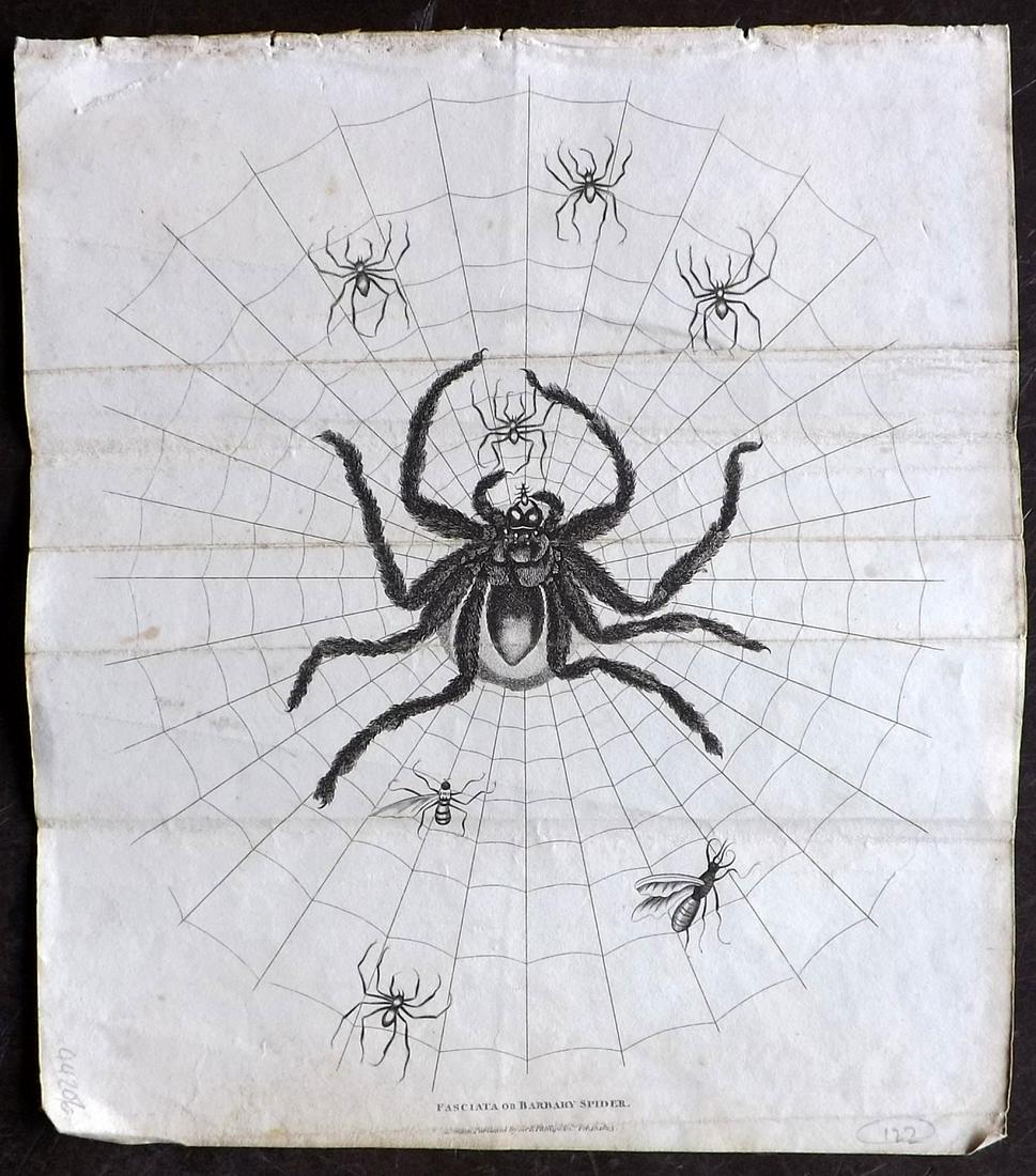 Shaw, Simeon 1823 Print. Barbary Spider: Copper Plate Published 1823, London for "Nature Displayed in the Heavens, and on the Earth" by Simeon Shaw. Folds as issued. Paper Size: 9 x 8 inch (23 x 20cm) Minor background toning and wrinkles, ot