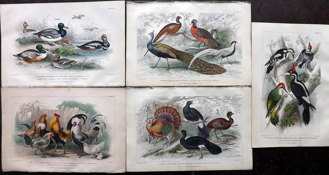 Goldsmith, Oliver 1873 Lot 5 HC Bird Prints Poultry etc (1 of 2)