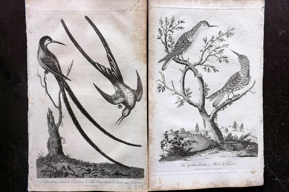 Linnaeus & George Edwards 1813 Pair of Bird Prints (1 of 2)