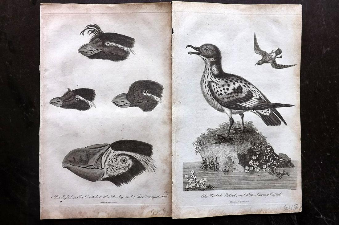 Linnaeus & George Edwards 1813 Pair of Bird Prints: Copper Plate Published 1813, London for "A Genuine and Universal System of Natural History" by Carl Linnaeus and Ebenezer Sibly. Illustrated after George Edwards, Bloch, Knorr, Buffon and others. Pape