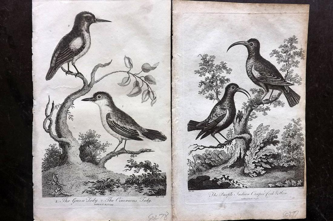 Linnaeus & George Edwards 1813 Pair of Bird Prints (1 of 2)