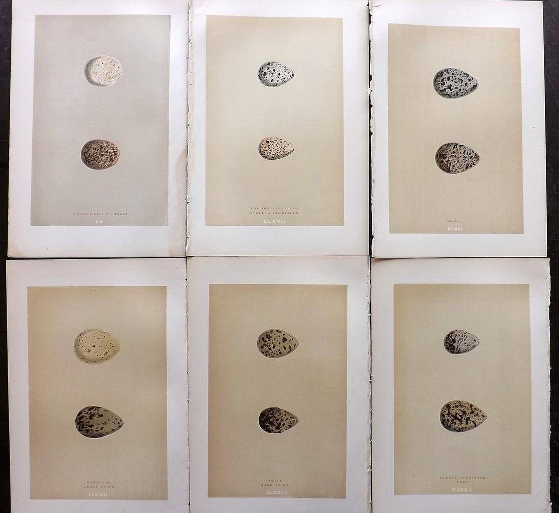 Morris, Francis 1896 Lot of 6 Antique Bird Egg Prints: Woodblocks Published 1896 by John C. Nimmo, London for "A Natural History of the Nests and Eggs of British Birds" By the Rev. Francis Orpen Morris, printed Benjamin Fawcett. Printed in colours and fin