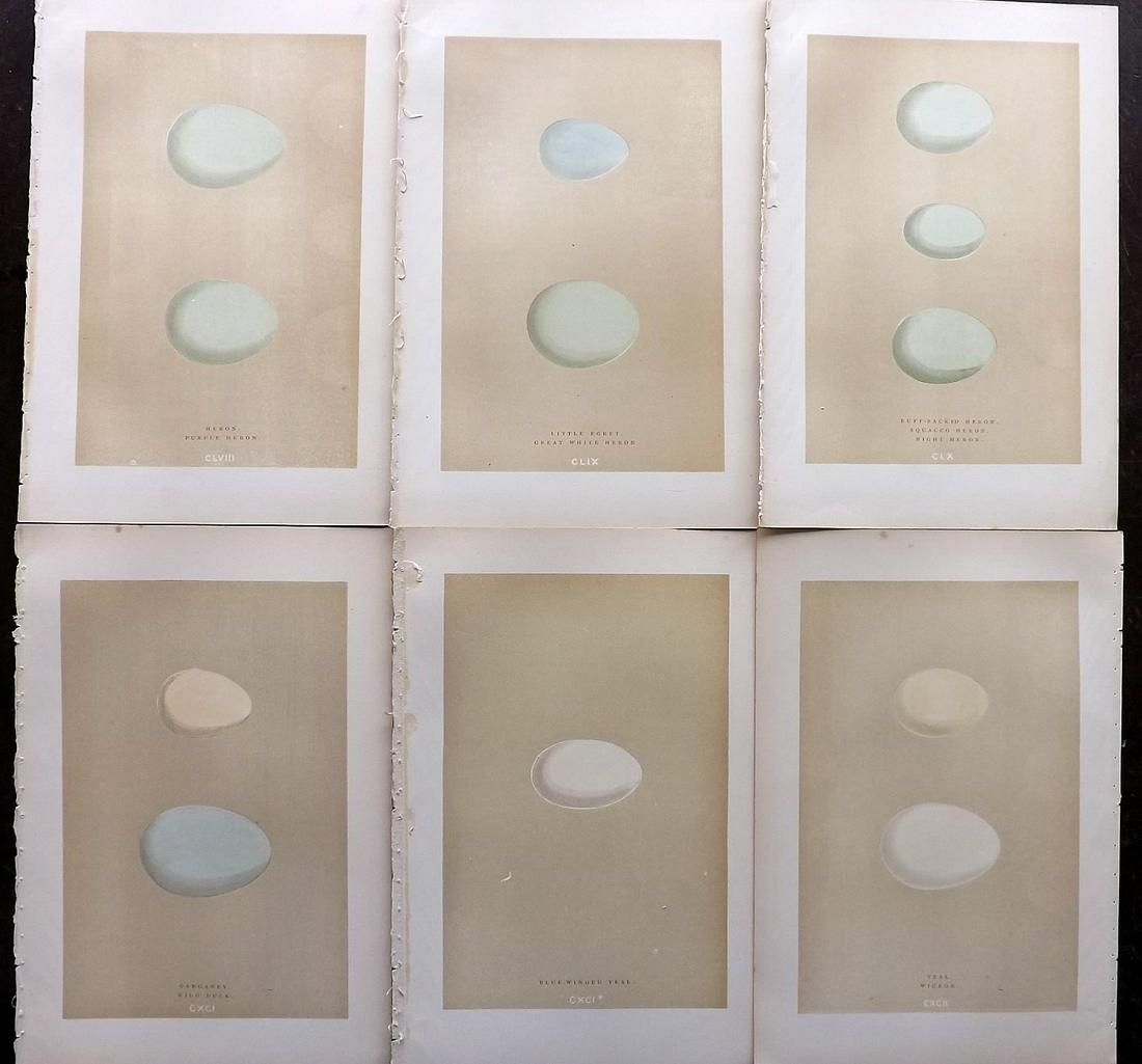Morris, Francis 1896 Lot of 6 Antique Bird Egg Prints (1 of 2)