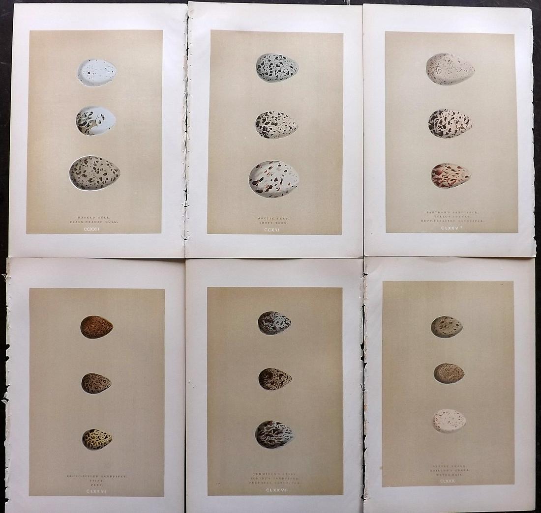 Morris, Francis 1896 Lot of 6 Antique Bird Egg Prints (1 of 2)
