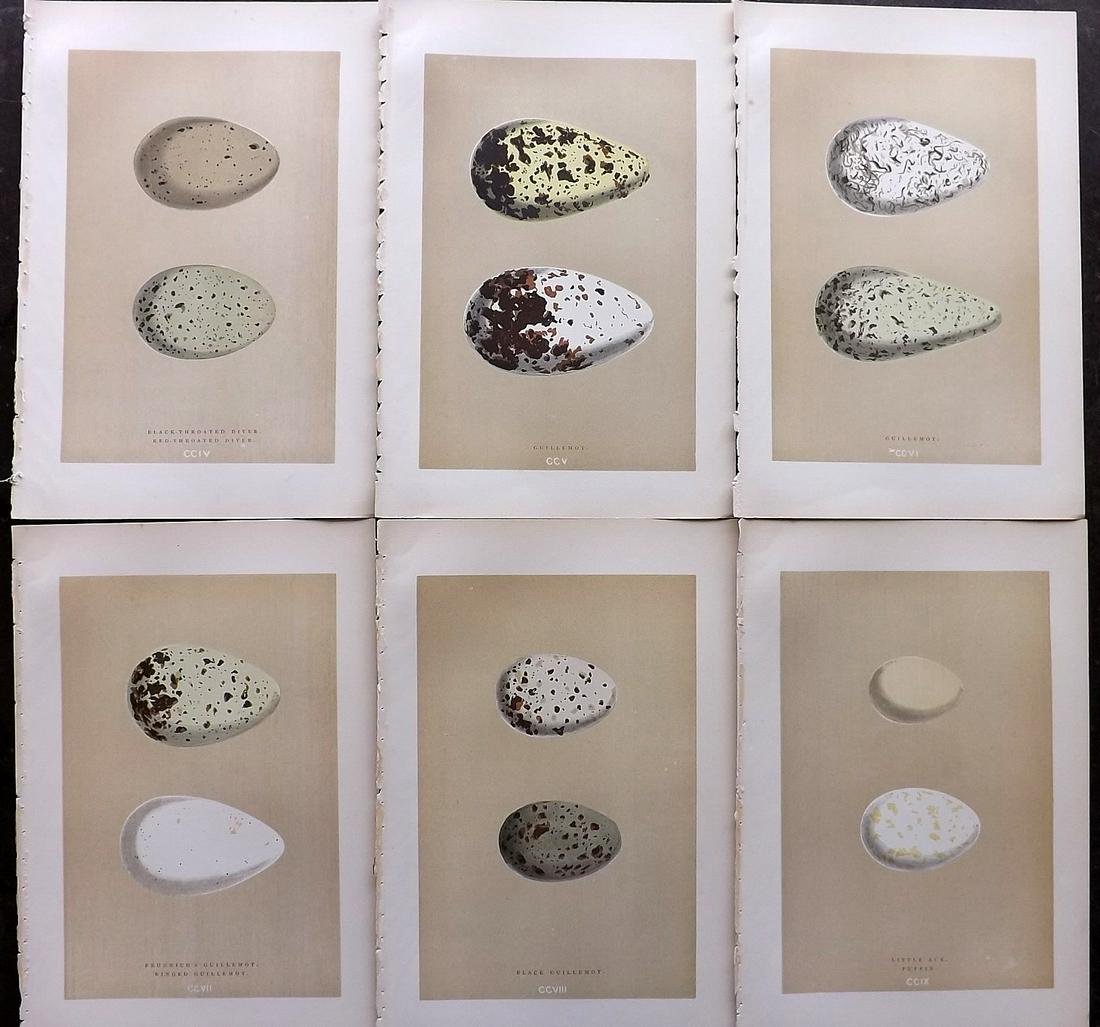 Morris, Francis 1896 Lot of 6 Antique Bird Egg Prints (1 of 2)