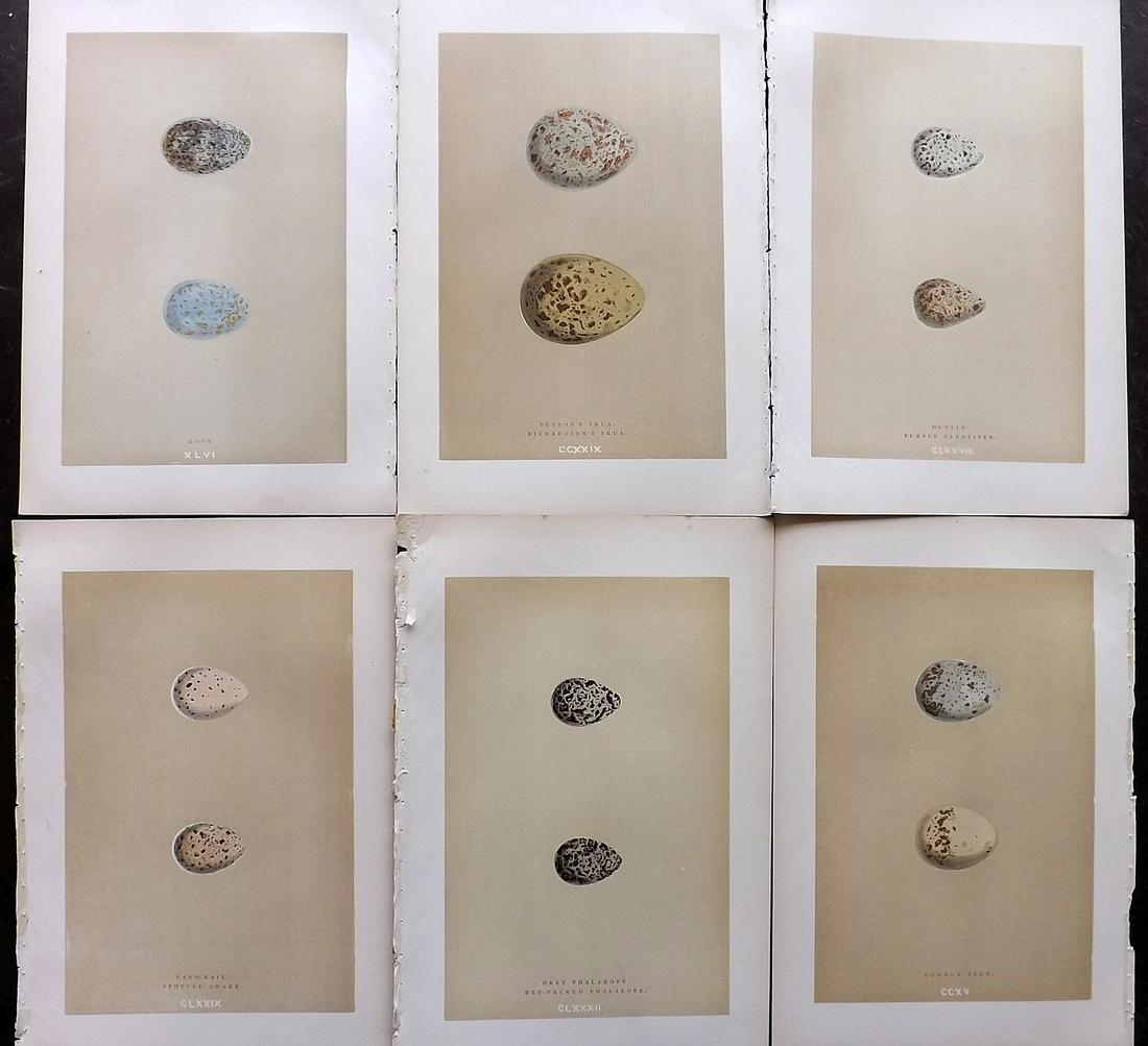 Morris, Francis 1896 Lot of 6 Antique Bird Egg Prints (1 of 2)