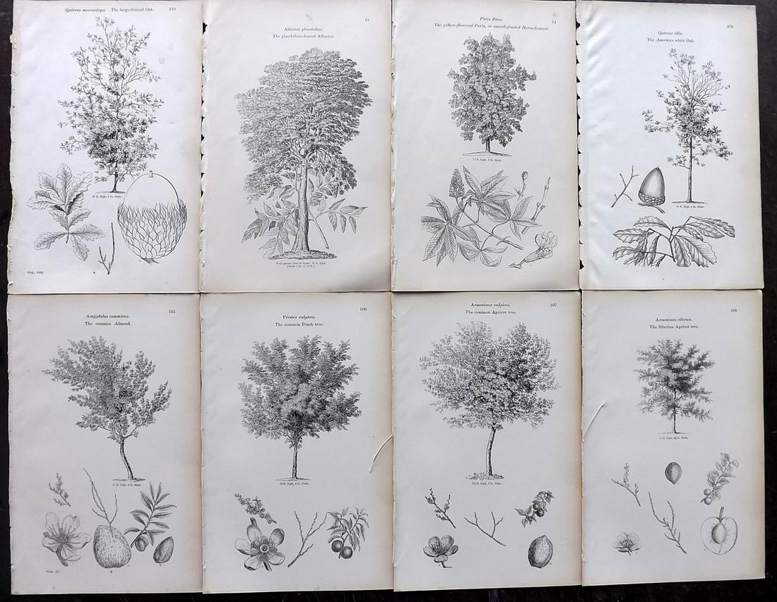 Loudon, John 1844 Lot of 8 Antique Tree Prints: Woodblocks Published 1844, London for "Arboretum et Fruticetum Britannicum; or, The Trees and Shrubs of Britain" by John Claudius Loudon. Good Paper, reverse side blank. Paper Size: 8.5 x 5.5 inch (22