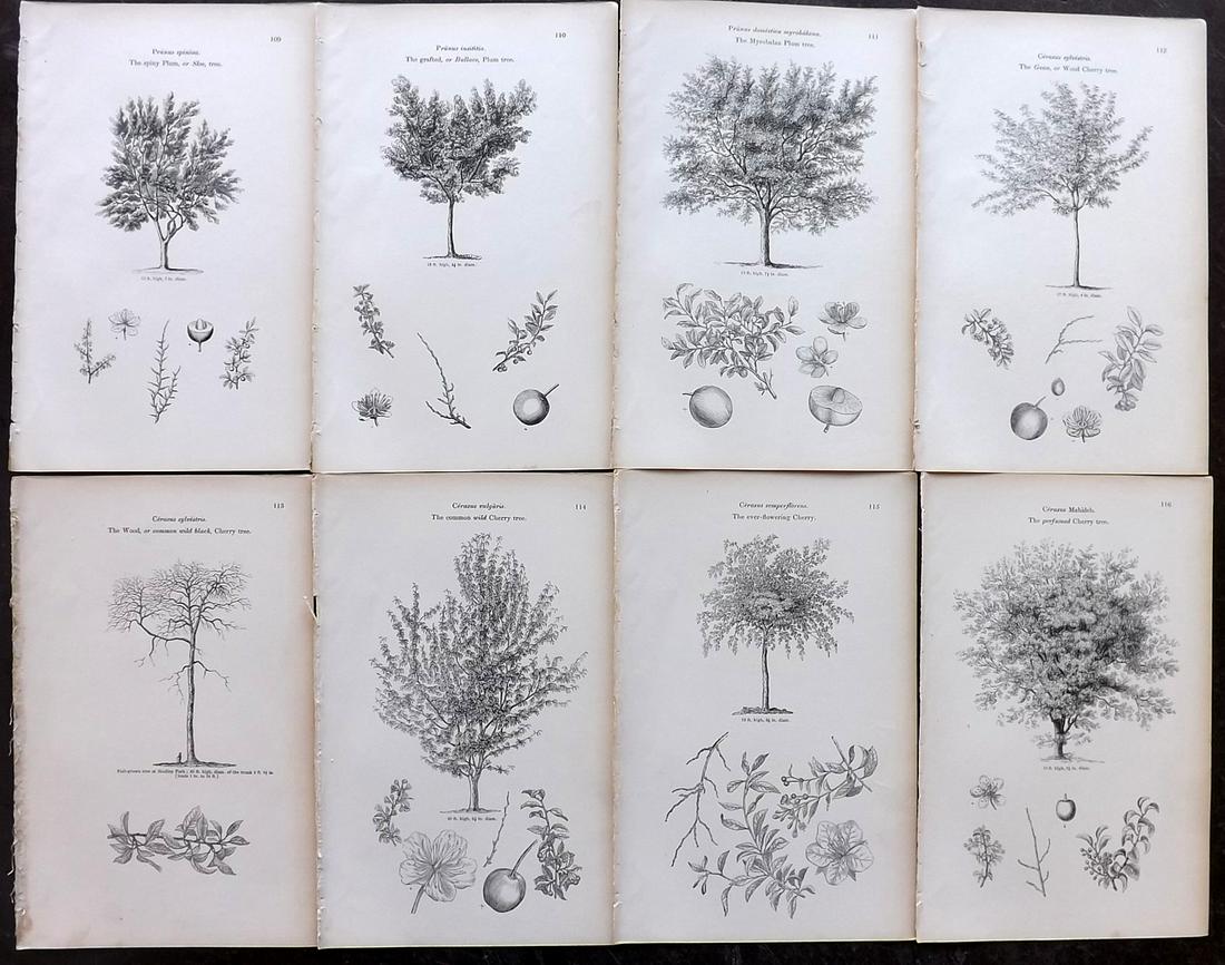 Loudon, John 1844 Lot of 8 Antique Tree Prints: Woodblocks Published 1844, London for "Arboretum et Fruticetum Britannicum; or, The Trees and Shrubs of Britain" by John Claudius Loudon. Good Paper, reverse side blank. Paper Size: 8.5 x 5.5 inch (22