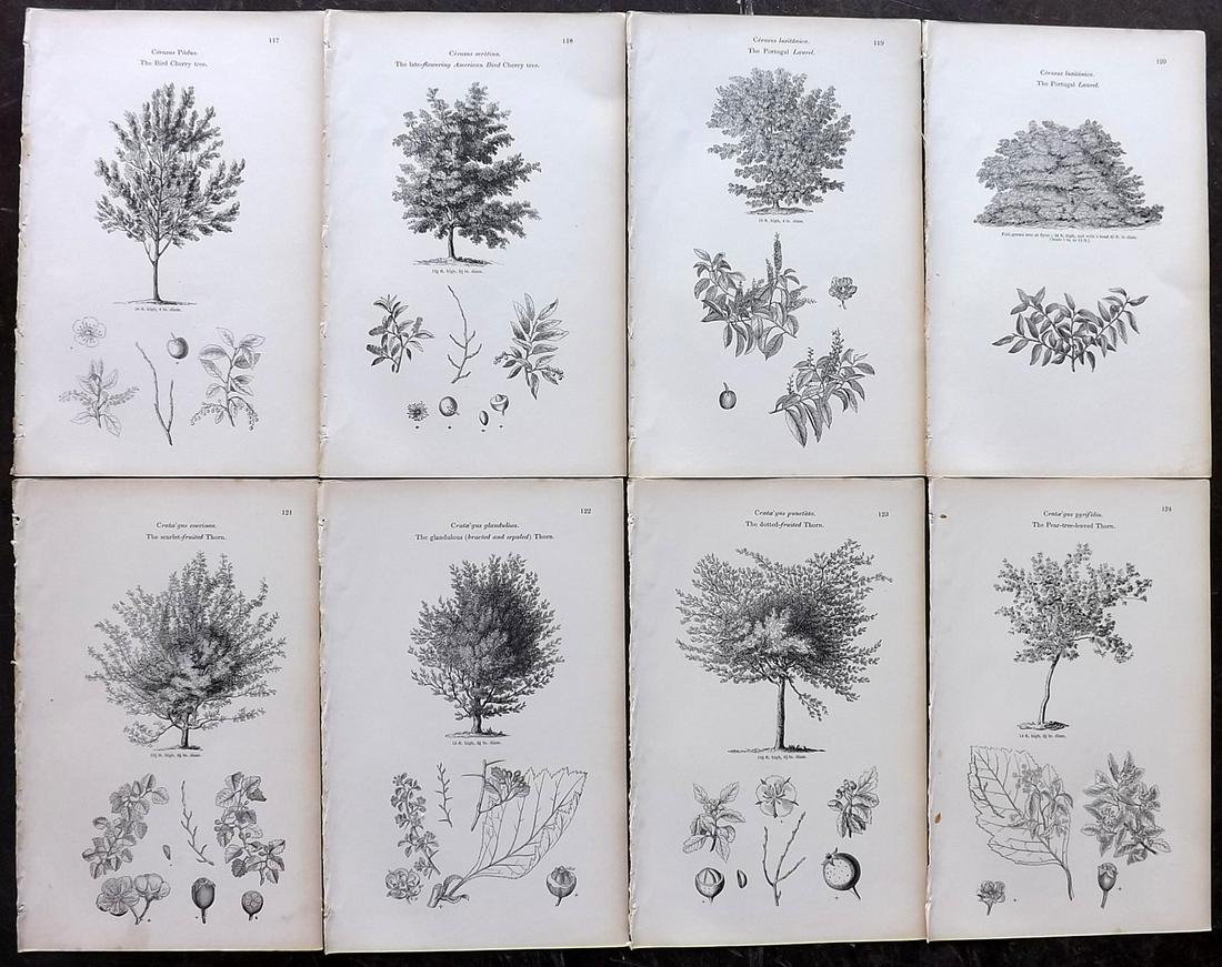 Loudon, John 1844 Lot of 8 Antique Tree Prints: Woodblocks Published 1844, London for "Arboretum et Fruticetum Britannicum; or, The Trees and Shrubs of Britain" by John Claudius Loudon. Good Paper, reverse side blank. Paper Size: 8.5 x 5.5 inch (22