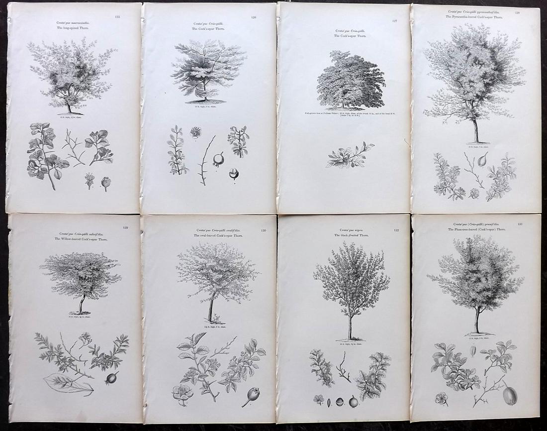 Loudon, John 1844 Lot of 8 Antique Tree Prints (1 of 2)