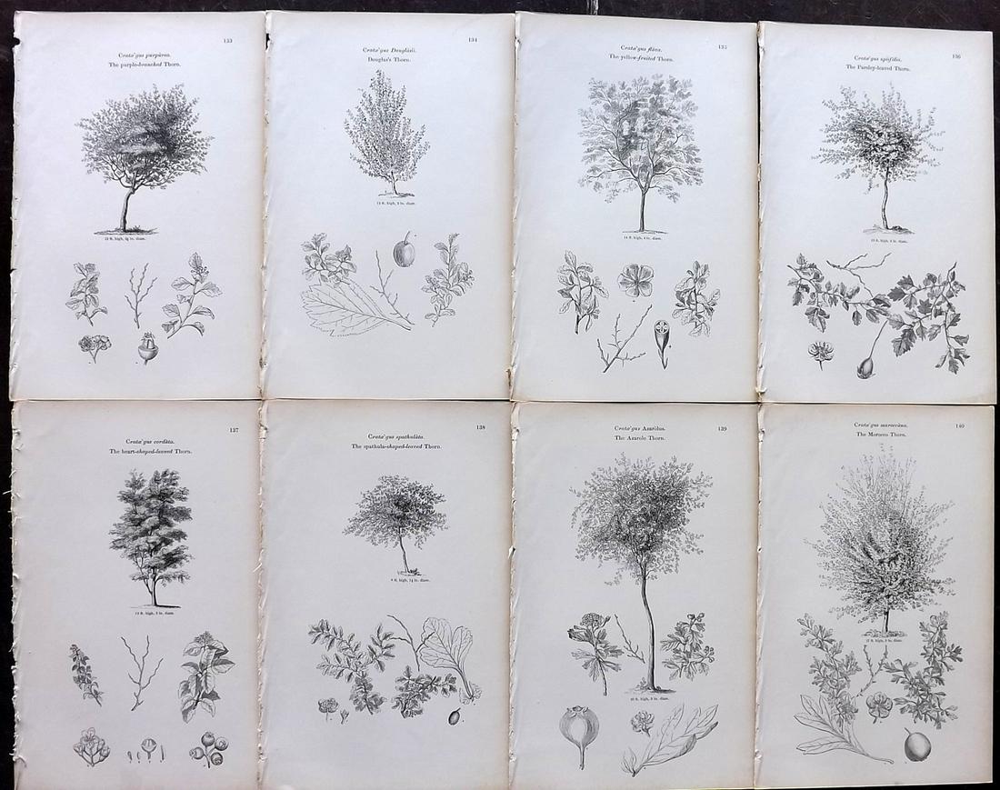 Loudon, John 1844 Lot of 8 Antique Tree Prints (1 of 2)
