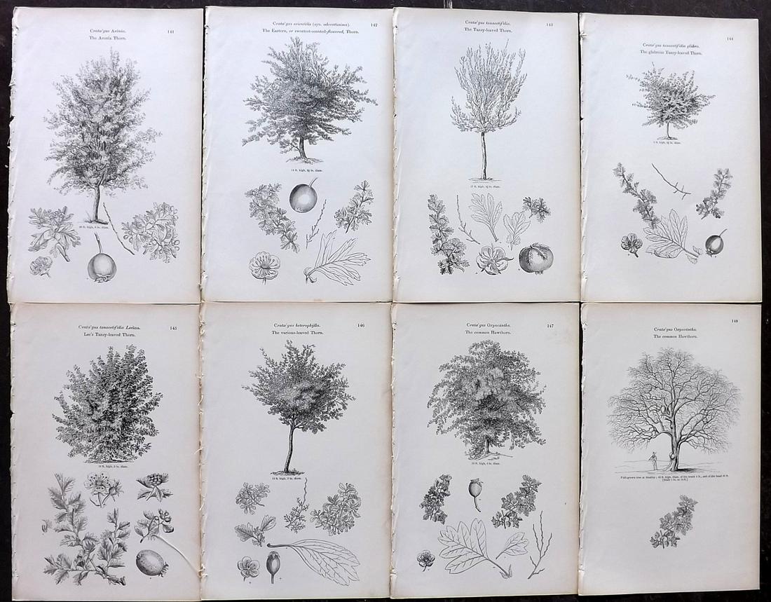 Loudon, John 1844 Lot of 8 Antique Tree Prints (1 of 2)