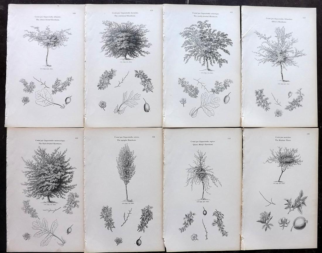 Loudon, John 1844 Lot of 8 Antique Tree Prints: Woodblocks Published 1844, London for "Arboretum et Fruticetum Britannicum; or, The Trees and Shrubs of Britain" by John Claudius Loudon. Good Paper, reverse side blank. Paper Size: 8.5 x 5.5 inch (22