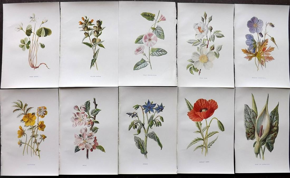 Hulme, Edward C1900 Lot of 10 Botanical Prints (1 of 2)