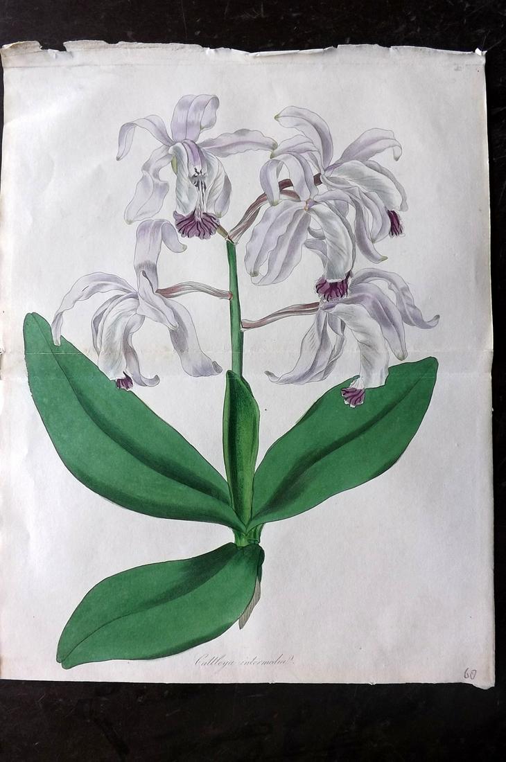 Paxton, Joseph 1834 HC Double Botanical. Orchid (1 of 2)