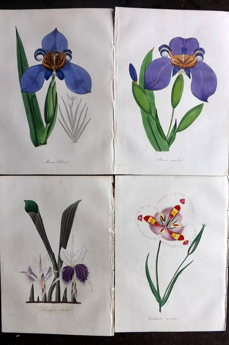 Paxton, Joseph 1834 Lot 4 HC Botanical Prints. Orchids (1 of 2)
