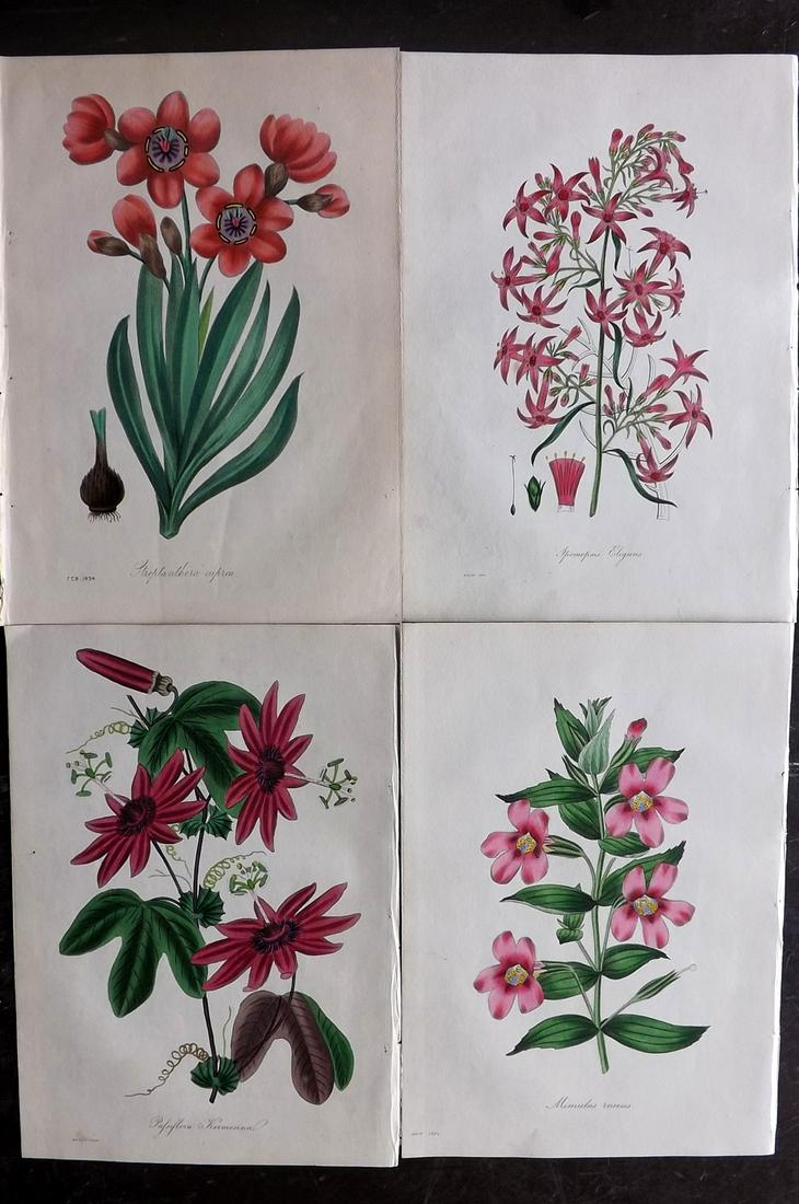 Paxton, Joseph 1834 Lot of 4 HCol Botanical Prints (1 of 2)