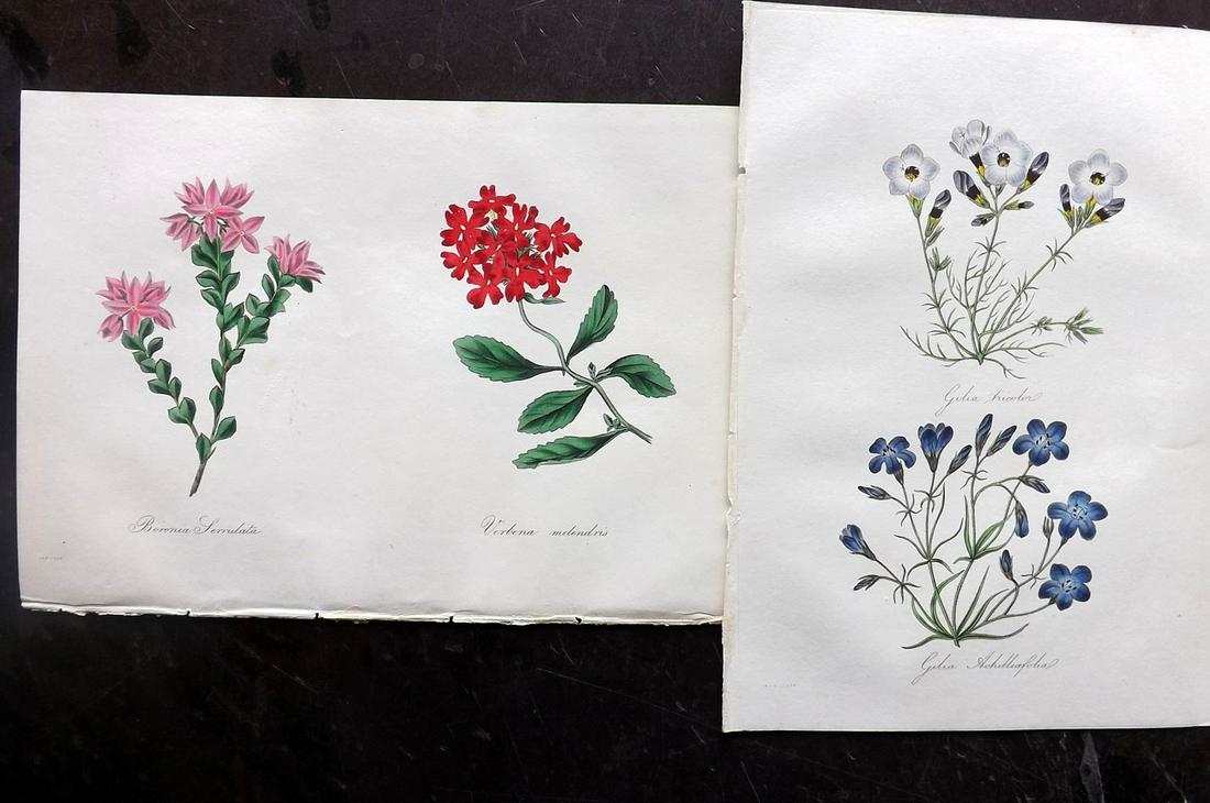 Paxton, Joseph 1834 Pair of Hand Col Botanical Prints (1 of 2)