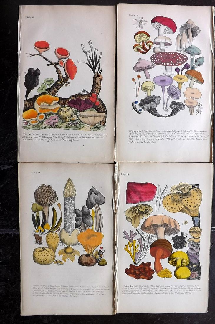 Plues, Margaret 1864 Lot of 4 Hand Col Fungi Mushrooms (1 of 2)
