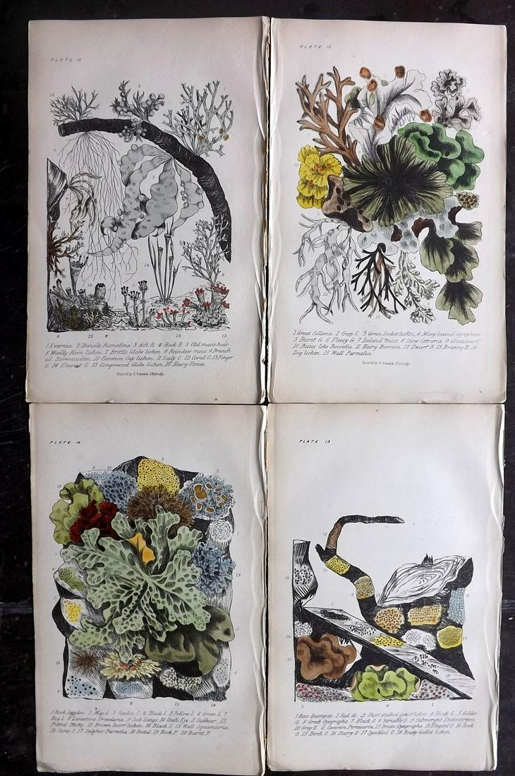 Plues, Margaret 1864 Lot of 4 HC Prints. Lichens etc (1 of 2)