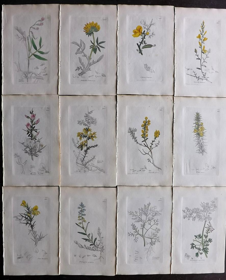 Sowerby, James 1836 Lot of 12 Part HCol Botanical: Partial Hand Coloured Etchings only (as issued) Published London, 1832-46 for "English Botany; or, Coloured Figures of British Plants…" Second Edition by James Sowerby and Edward Smith. Paper Size: 