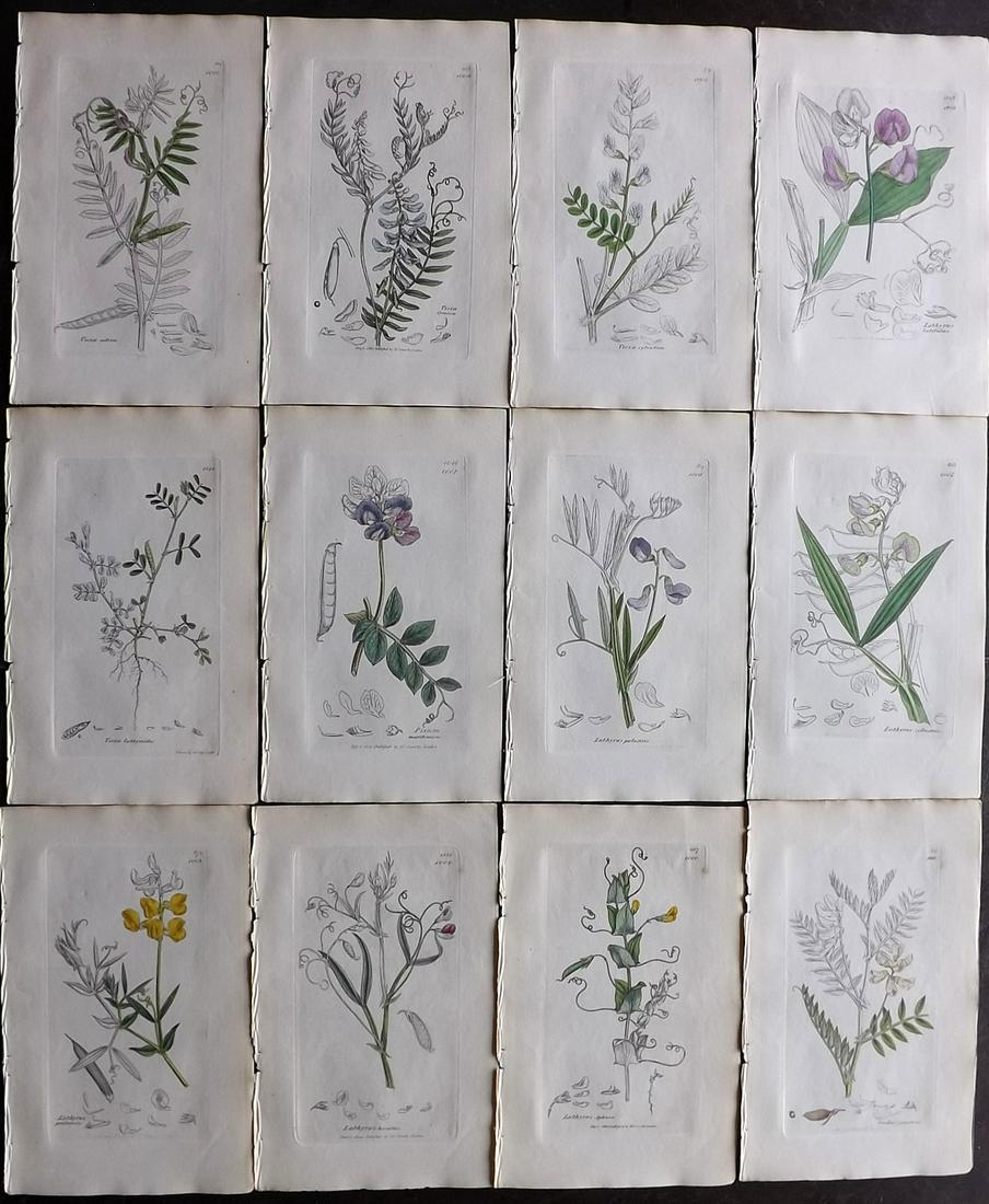Sowerby, James 1836 Lot of 12 Part HCol Botanical: Partial Hand Coloured Etchings only (as issued) Published London, 1832-46 for "English Botany; or, Coloured Figures of British Plants…" Second Edition by James Sowerby and Edward Smith. Paper Size: 