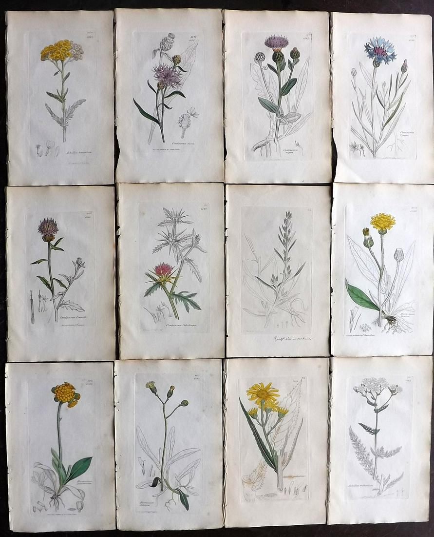 Sowerby, James 1836 Lot of 12 Part HCol Botanical: Partial Hand Coloured Etchings only (as issued) Published London, 1832-46 for "English Botany; or, Coloured Figures of British Plants…" Second Edition by James Sowerby and Edward Smith. Paper Size: 