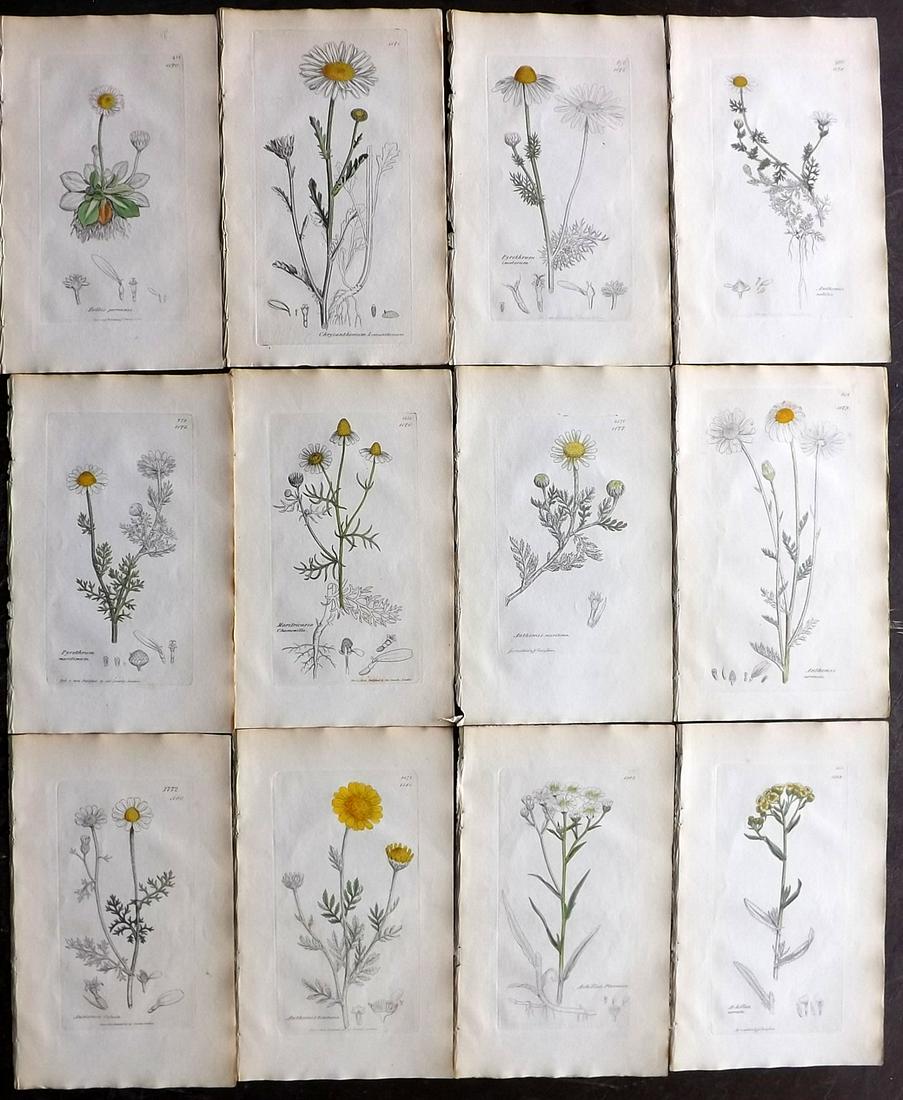 Sowerby, James 1836 Lot of 12 Part HCol Botanical: Partial Hand Coloured Etchings only (as issued) Published London, 1832-46 for "English Botany; or, Coloured Figures of British Plants…" Second Edition by James Sowerby and Edward Smith. Paper Size: 