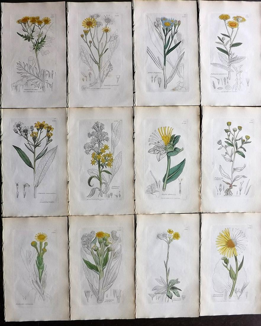 Sowerby, James 1836 Lot of 12 Part HCol Botanical: Partial Hand Coloured Etchings only (as issued) Published London, 1832-46 for "English Botany; or, Coloured Figures of British Plants…" Second Edition by James Sowerby and Edward Smith. Paper Size: 