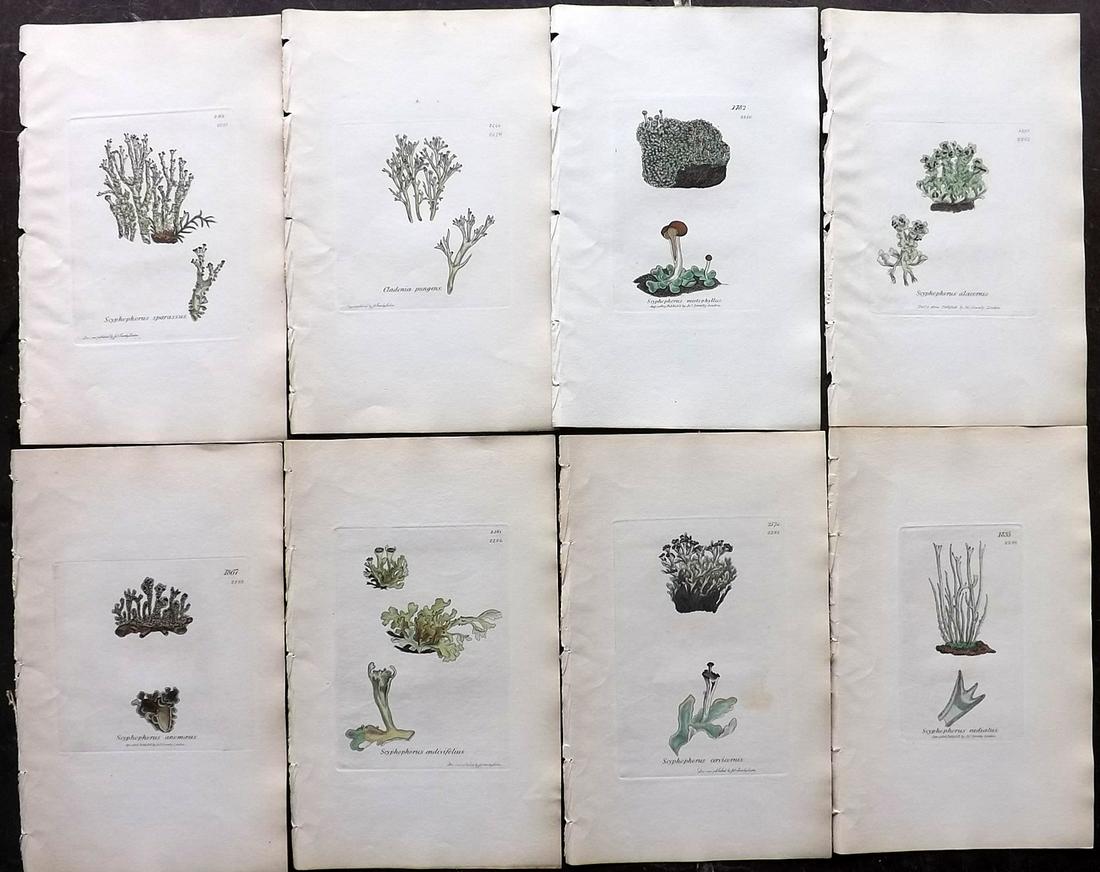 Sowerby, James 1846 Lot of 8 Hand Col Prints. Lichens: Full Hand Colored Etchings Published London, 1832-46 for "English Botany; or, Coloured Figures of British Plants…" Second Edition by James Sowerby and Edward Smith. Paper Size: 9 x 5.5 inch (23 x 14