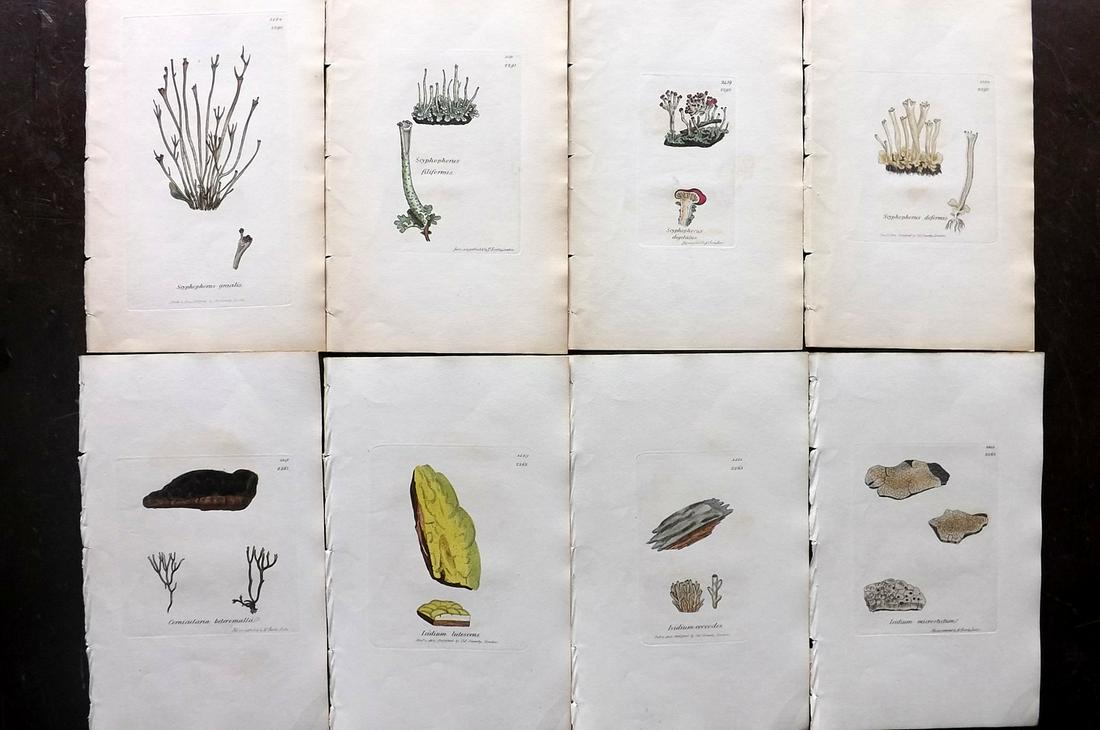 Sowerby, James 1846 Lot of 8 Hand Col Prints. Lichens: Full Hand Colored Etchings Published London, 1832-46 for "English Botany; or, Coloured Figures of British Plants…" Second Edition by James Sowerby and Edward Smith. Paper Size: 9 x 5.5 inch (23 x 14