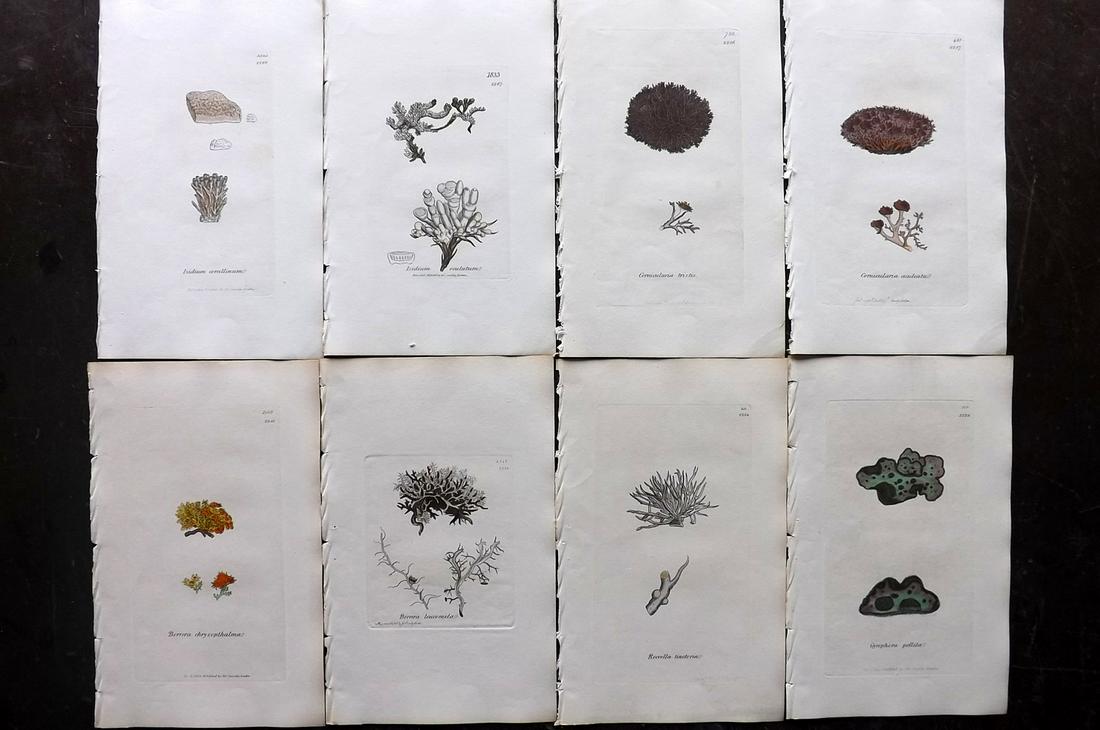 Sowerby, James 1846 Lot of 8 Hand Col Prints. Lichens: Full Hand Colored Etchings Published London, 1832-46 for "English Botany; or, Coloured Figures of British Plants…" Second Edition by James Sowerby and Edward Smith. Paper Size: 9 x 5.5 inch (23 x 14