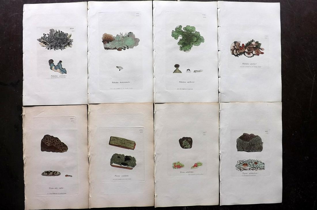 Sowerby, James 1846 Lot of 8 Hand Col Prints. Lichens: Full Hand Colored Etchings Published London, 1832-46 for "English Botany; or, Coloured Figures of British Plants…" Second Edition by James Sowerby and Edward Smith. Paper Size: 9 x 5.5 inch (23 x 14