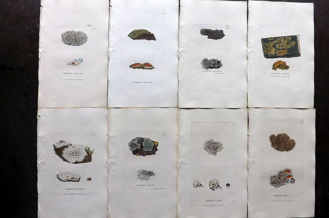 Sowerby, James 1846 Lot of 8 Hand Col Prints. Lichens: Full Hand Colored Etchings Published London, 1832-46 for "English Botany; or, Coloured Figures of British Plants…" Second Edition by James Sowerby and Edward Smith. Paper Size: 9 x 5.5 inch (23 x 14