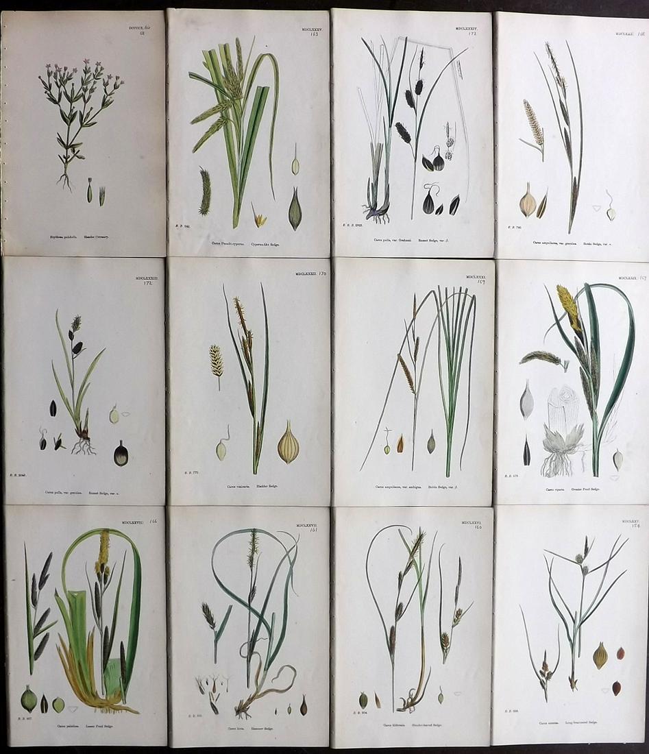 Sowerby, James 1873 Lot of 12 HCol Botanical Prints (1 of 2)