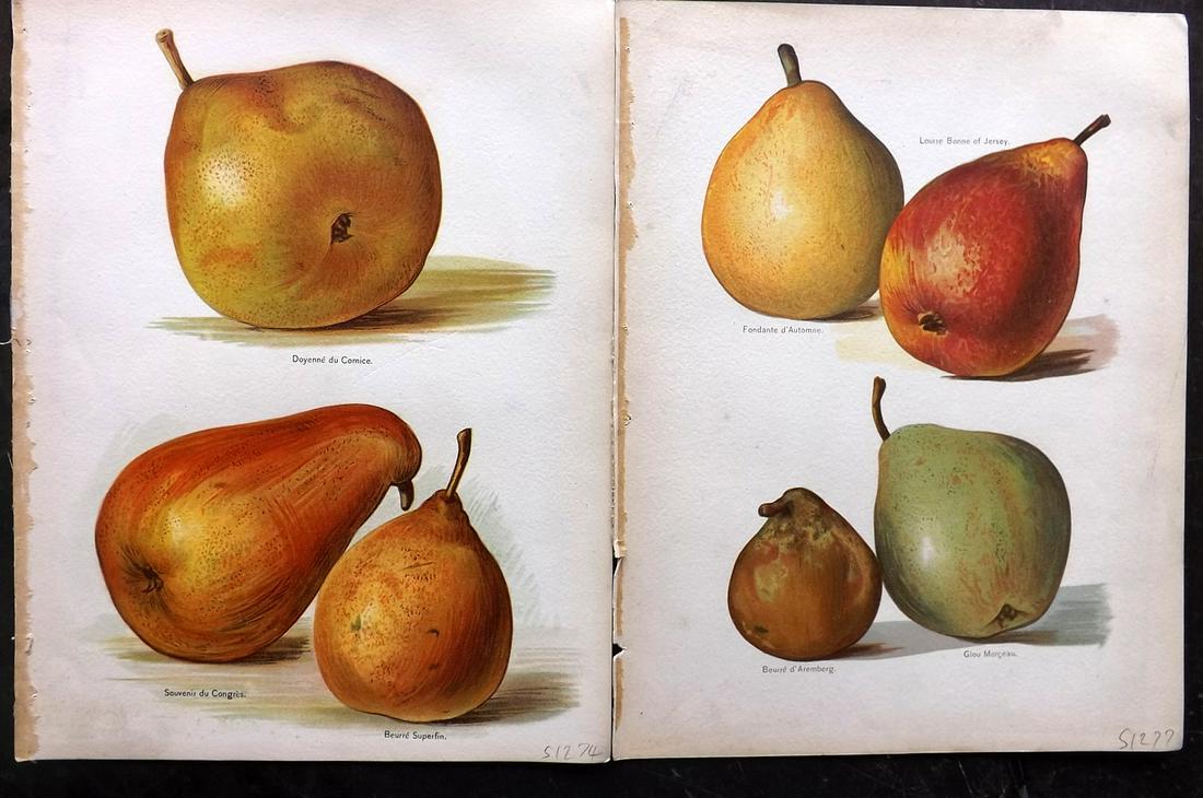 Wright, John 1890's Pair of Fruit Prints. First Edition: Chromolithographs Published 1890-4 by J.S. Virtue & Co, London for "The Fruit Growers Guide" First Edition by John Wright. Paper Size: 11 x 8.5 inch (28 x 22cm) Very minor margin toning, otherwise fin