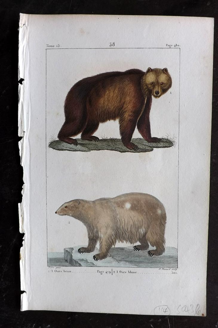 Buffon & Lacepede 1820 Hand Col Print. Bears (1 of 2)