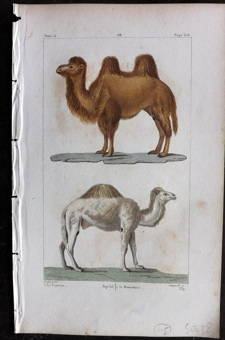 Buffon & Lacepede 1820 Hand Col Print. Camels (1 of 2)