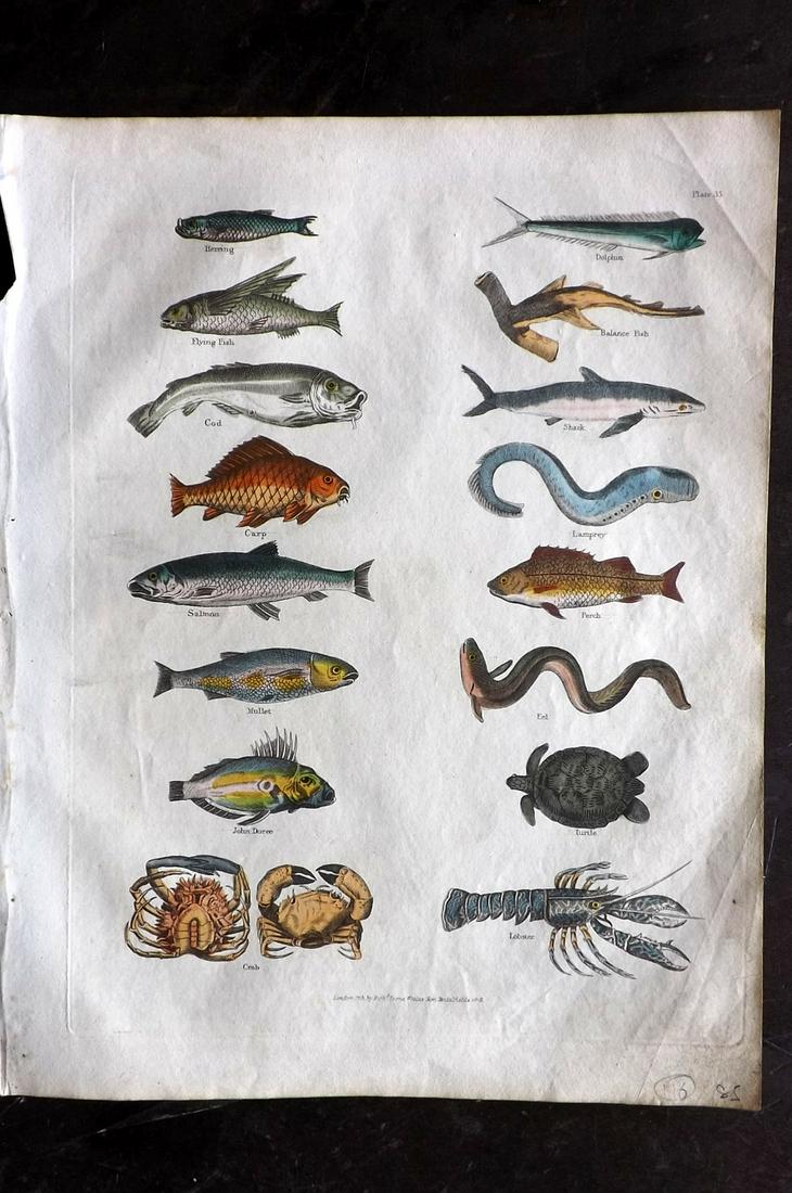 Buffon & Smellie C1821 HCol Print. Fish, Crabs, Lobster: Hand Colored Copper Plate Published C1821 by Thomas Kelly, London for "A Natural History, General and Particular..." by The Comte de Buffon and William Smellie. Paper Size: 10 x 8 inch (26 x 21cm) Min