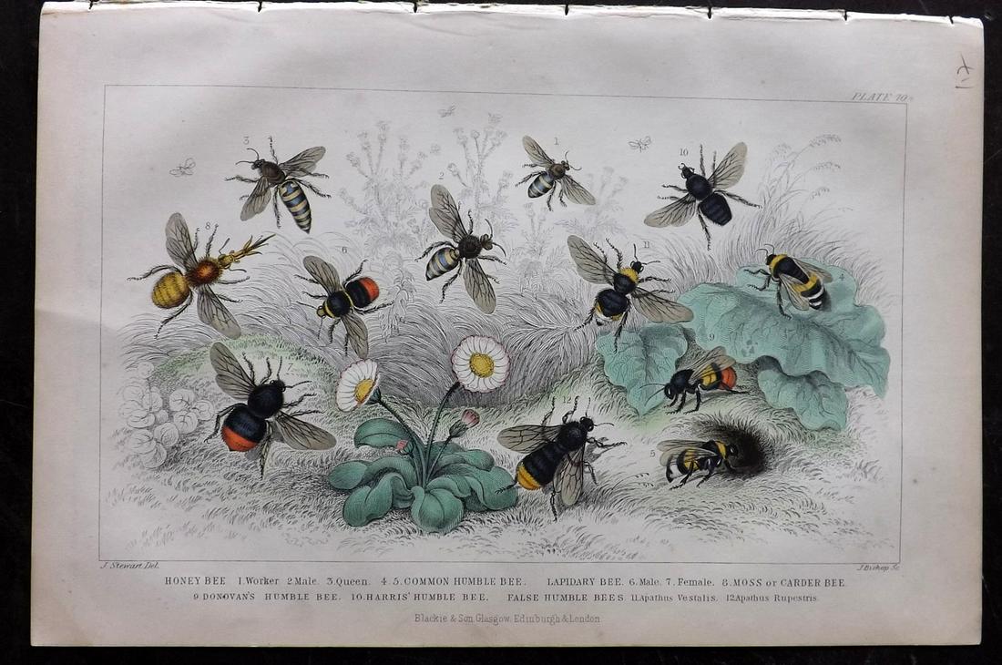 Goldsmith, Oliver 1873 Hand Col Print. Bees (1 of 2)