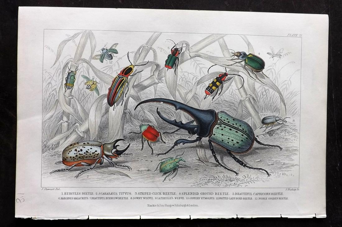 Goldsmith, Oliver 1873 Hand Col Print. Beetles (1 of 2)